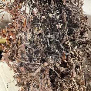 SARGASSUM SEAWEED - Image 2