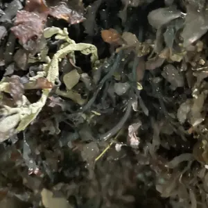 SARGASSUM SEAWEED - Image 3