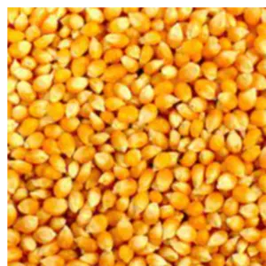 Bulk Yellow Corn for Human Consumption.