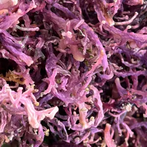 Vietnam 100% Oragnic Natural High Quality Gold Sea Moss/ Irish Moss / Wildcrafted Sun Dried Seamoss Cheap Price - Image 4