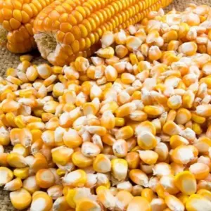 Yellow Corn, Dry Yellow Maize by Vikas Enterprises