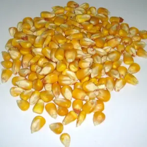 Yellow Corn, Dry Yellow Maize - Image 2