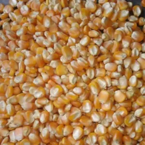 Yellow Corn, Dry Yellow Maize - Image 3