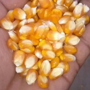 Yellow Corn, Dry Yellow Maize - Image 4