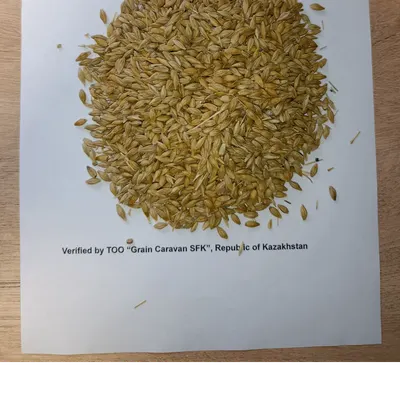 Barley