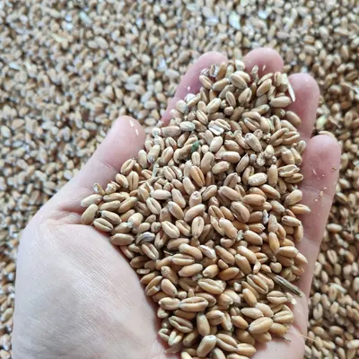 Milling wheat 12,50% protein