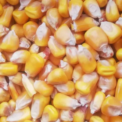 "#Corn & #Coriander: ? ?????? ?? ?????-????? ?????? ??? ?????."? ? ? ? by LLC INTELLICOMMODITY