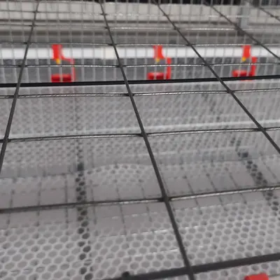 Breeder Feeding and Drinking System