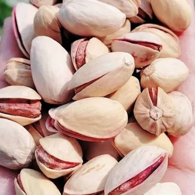 High-quality Iranian pistachio nuts by Adrin Tejarat