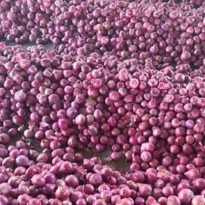 Onion