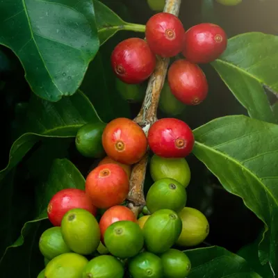 Ethiopian Green Arabica Coffee by DAS General Import Export PLC