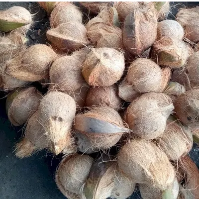 Coconut Seed by PT. TIRRIKLADA SUKSES TRATINDO