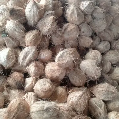 Coconut Seed - Image 2
