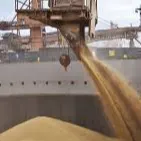 Milling wheat 12,50% protein - Image 2