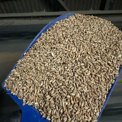 Milling wheat 12,50% protein - Image 3