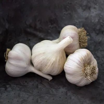 Garlics - Image 2