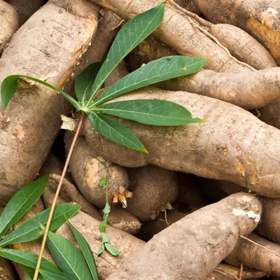Cassava - Image 2