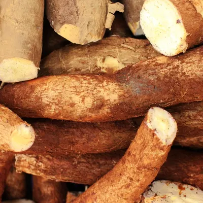 Cassava - Image 3