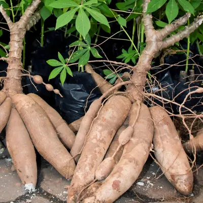 Cassava - Image 4