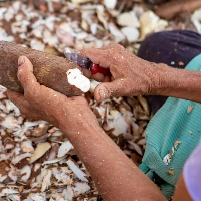 Cassava - Image 5