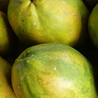 Ceylon Papaya - Image 4