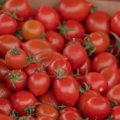 Ceylon Nature Agri Tomato - Image 3