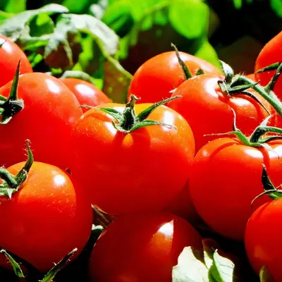 Ceylon Nature Agri Tomato - Image 4