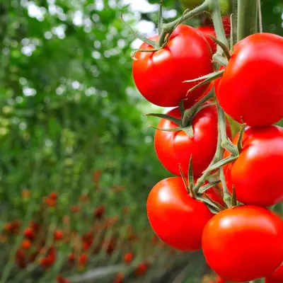 Ceylon Nature Agri Tomato - Image 5