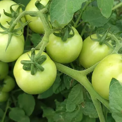 Ceylon Nature Agri Tomato - Image 6