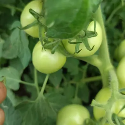 Ceylon Nature Agri Tomato - Image 7