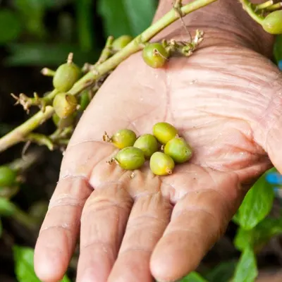 Premium Ceylon Cardamom - Image 3