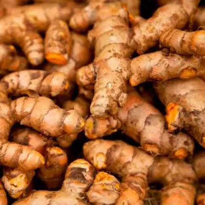 Premium Fresh Turmeric (Curcuma longa) Rhizome – Export Grade | Bulk Supply - Image 2