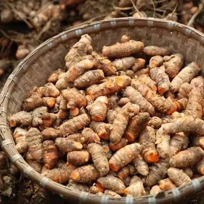 Premium Fresh Turmeric (Curcuma longa) Rhizome – Export Grade | Bulk Supply - Image 3