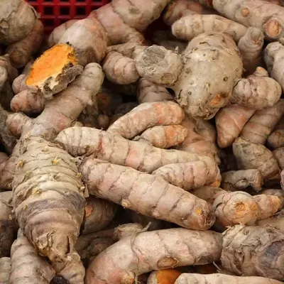 Premium Fresh Turmeric (Curcuma longa) Rhizome – Export Grade | Bulk Supply - Image 4