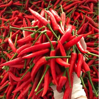 Premium Fresh Red Chili Peppers – Export Grade | Bulk Supply - Image 2