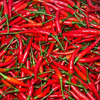 Premium Fresh Red Chili Peppers – Export Grade | Bulk Supply - Image 3