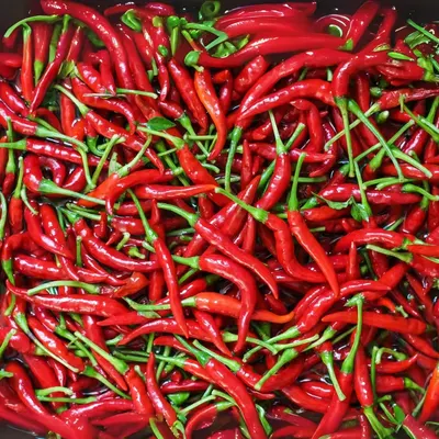 Premium Fresh Red Chili Peppers – Export Grade | Bulk Supply - Image 4