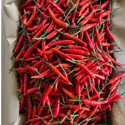 Premium Fresh Red Chili Peppers – Export Grade | Bulk Supply - Image 5