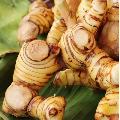 Fresh Galangal Root Export Quality for Food Processing & Culinary Use - Image 2