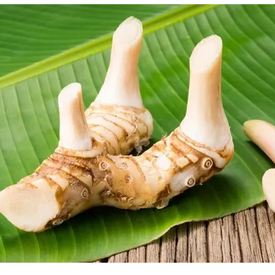 Fresh Galangal Root Export Quality for Food Processing & Culinary Use - Image 4