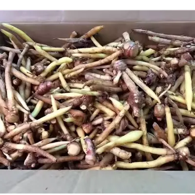 Fresh Fingerroot (Boesenbergia rotunda) Export Quality for Food & Processing - Image 5
