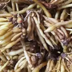 Fresh Fingerroot (Boesenbergia rotunda) Export Quality for Food & Processing - Image 6