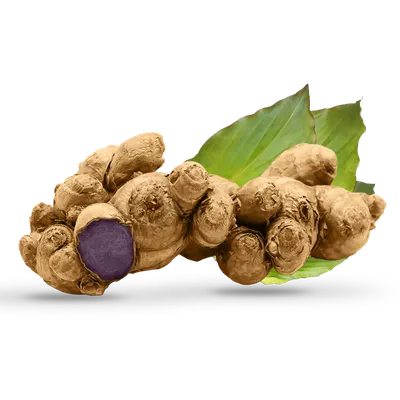 Fresh Black Ginger (Kaempferia parviflora) Export Quality Rhizome - Image 3