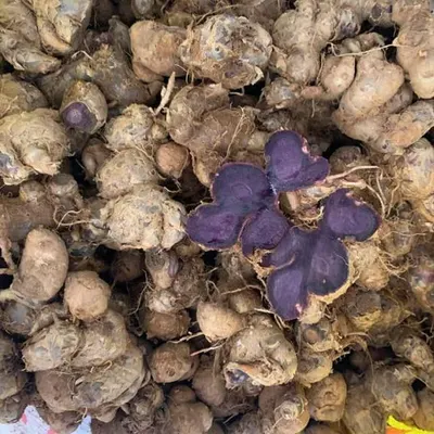 Fresh Black Ginger (Kaempferia parviflora) Export Quality Rhizome - Image 4
