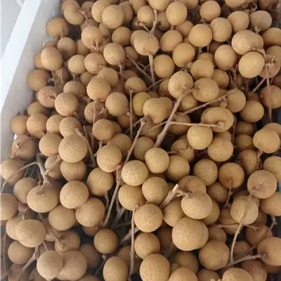 Fresh Longan / Premium Fresh Thai Longan – Export Grade - Image 2