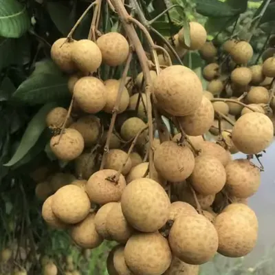 Fresh Longan / Premium Fresh Thai Longan – Export Grade - Image 4