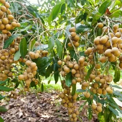 Fresh Longan / Premium Fresh Thai Longan – Export Grade - Image 6