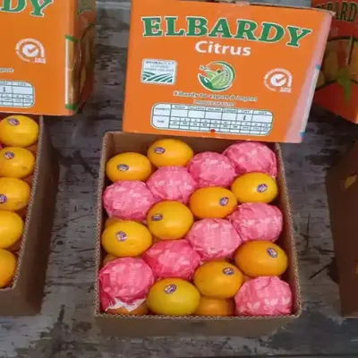 Valencia Orange - Image 2