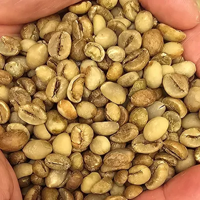 Robusta Green Coffee Beans - Indonesia origin.
