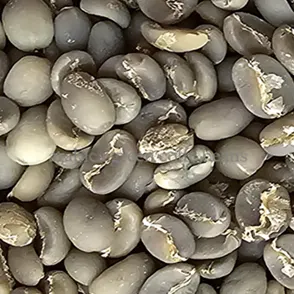 Arabica Green Coffee Beans - Indonesia origin - Image 2
